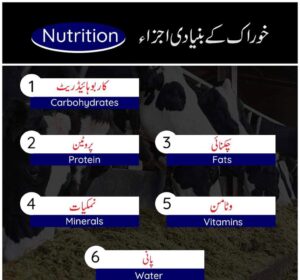 Ingredients used in animal feed